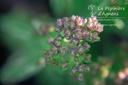 Origanum vulgare 'Compactum'
