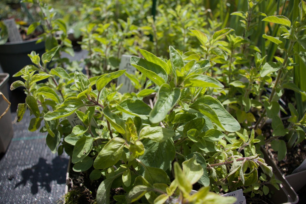 Origanum vulgare ssp. hirtum