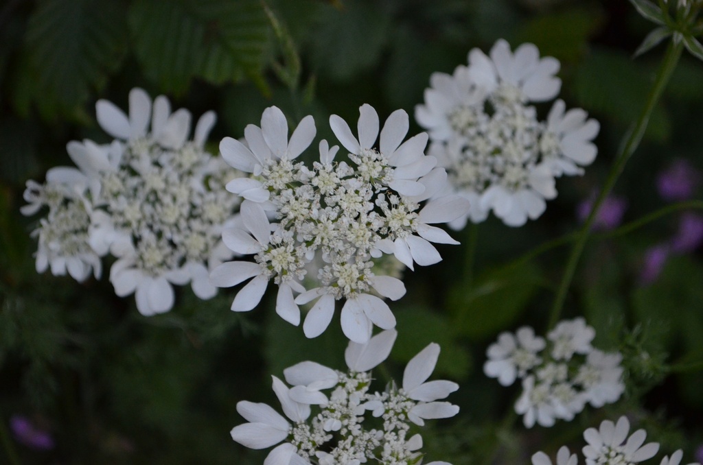 Orlaya grandiflora (Bio)