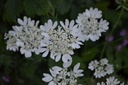 Orlaya grandiflora