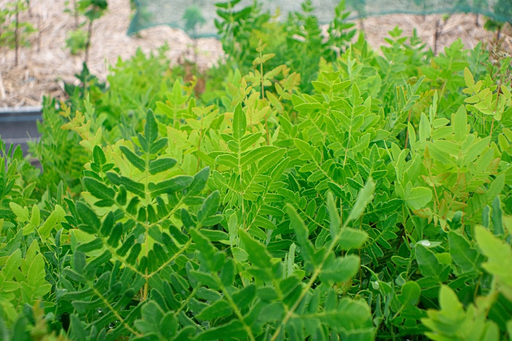 Osmunda regalis