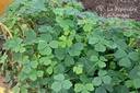Oxalis crenata