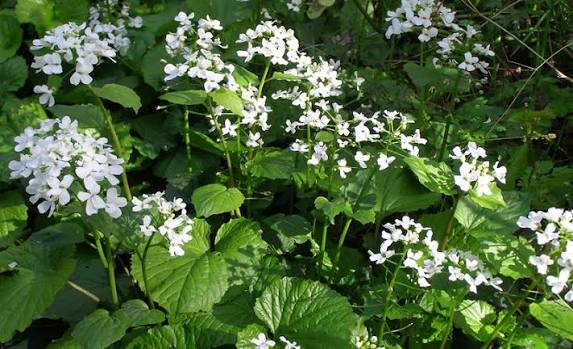 Pachyphragma macrophylla (Bio)