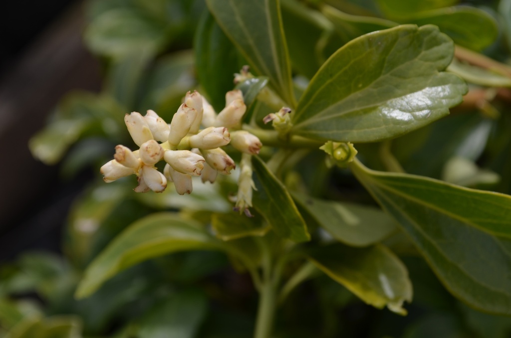 Pachysandra terminalis