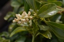 Pachysandra terminalis
