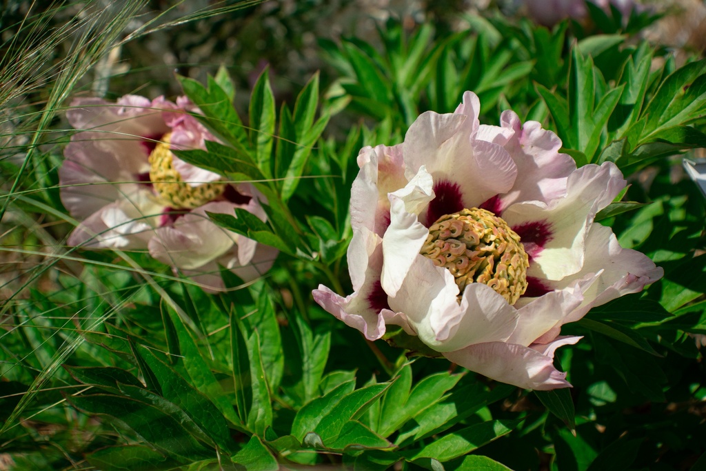 Paeonia itoh 'Pastel Splendor' (Bio)