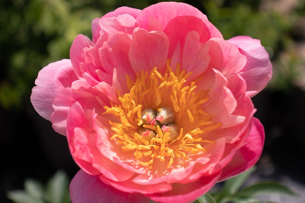 Paeonia lactiflora 'Coral Sunset'
