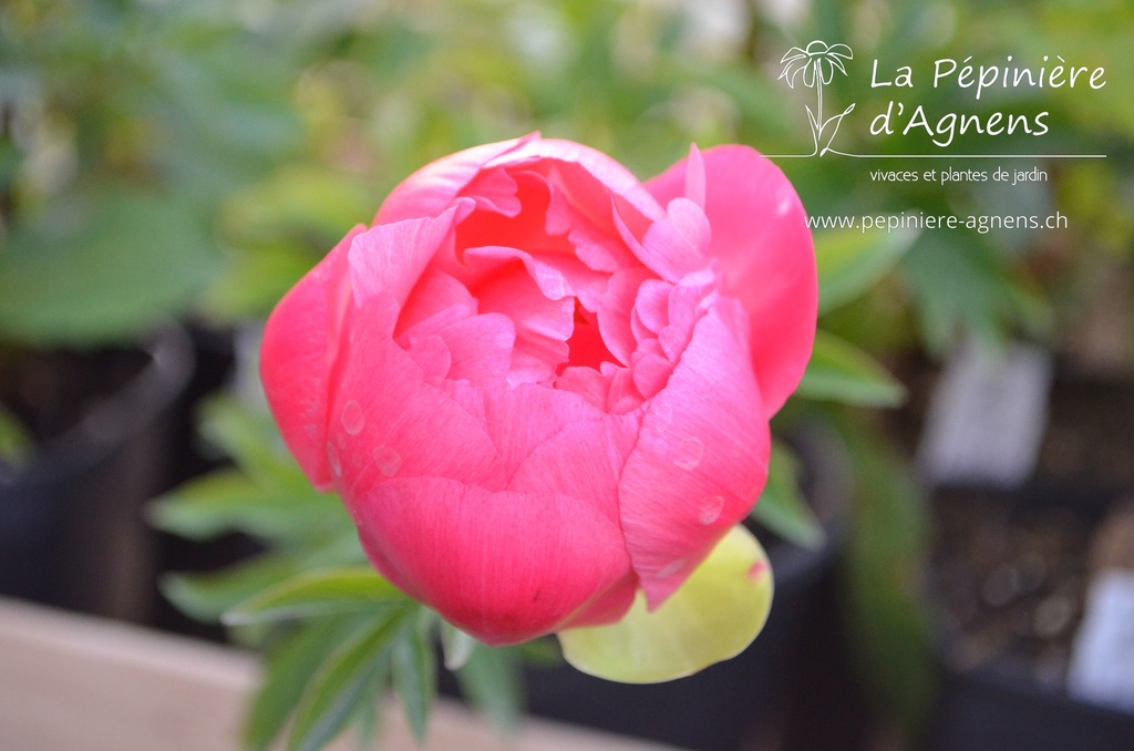 Paeonia lactiflora 'Coral Sunset'