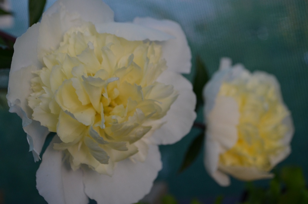 Paeonia lactiflora 'Laura Dessert'