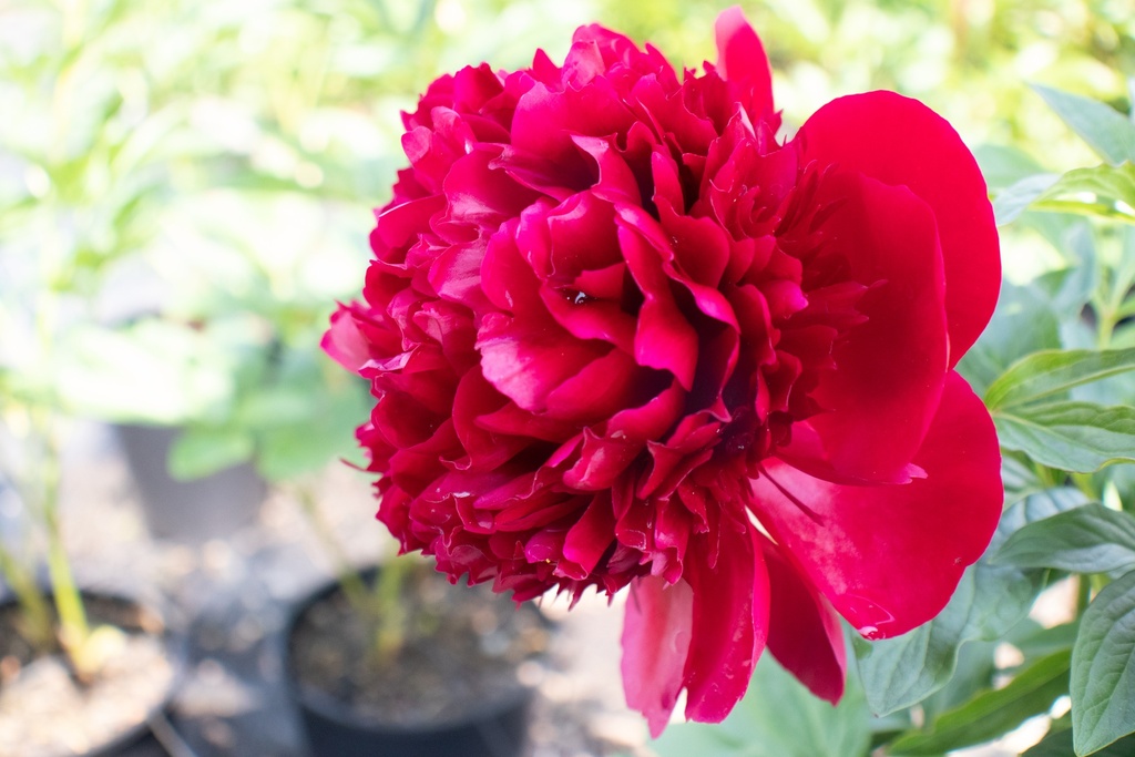 Paeonia lactiflora 'Red Charm' (Bio)