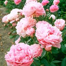 Paeonia lactiflora 'Sarah Bernardt'