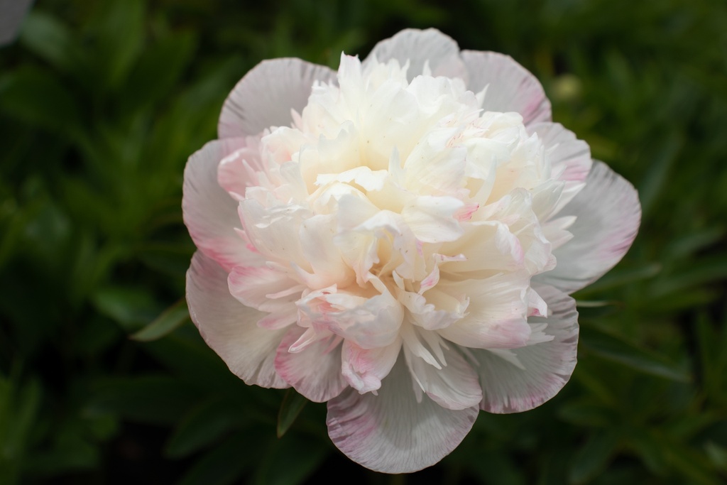 Paeonia officinalis 'Alba Plena'