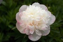 Paeonia officinalis 'Alba Plena'