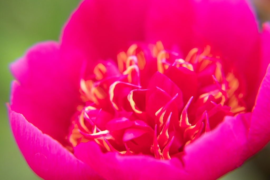 Paeonia officinalis 'Anemoniflora' (Bio)