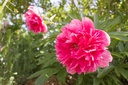 Paeonia officinalis 'Rosea Plena'