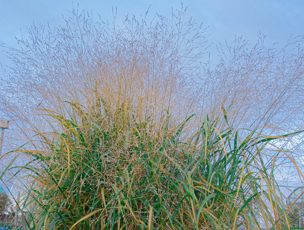 Panicum virgatum 'Heavy Metal'