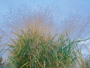 Panicum virgatum 'Heavy Metal'