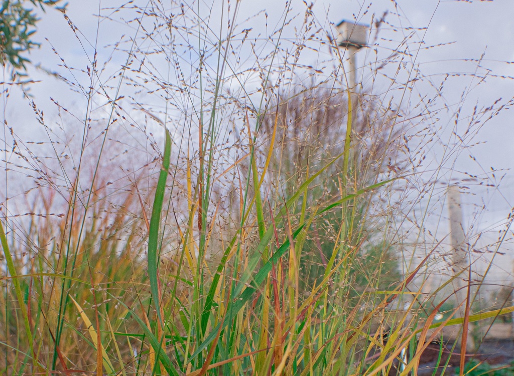 Panicum virgatum 'Rotstrahlbusch'