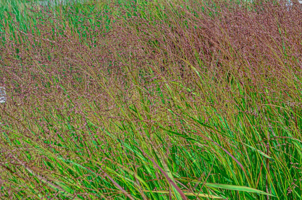 Panicum virgatum 'Squaw'