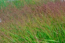 Panicum virgatum 'Squaw'