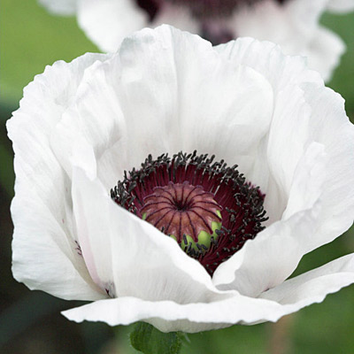 Papaver orientale 'Royal Wedding'