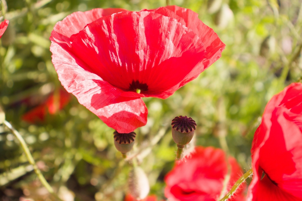Papaver rhoeas