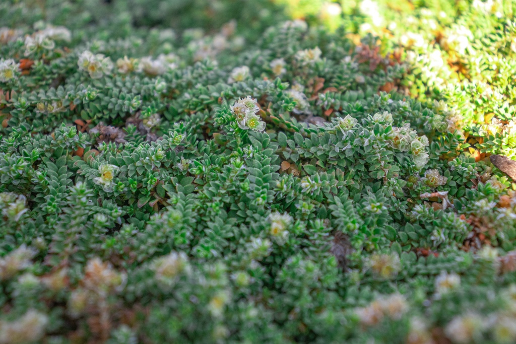 Paronychia kapela ssp serpyllifolia