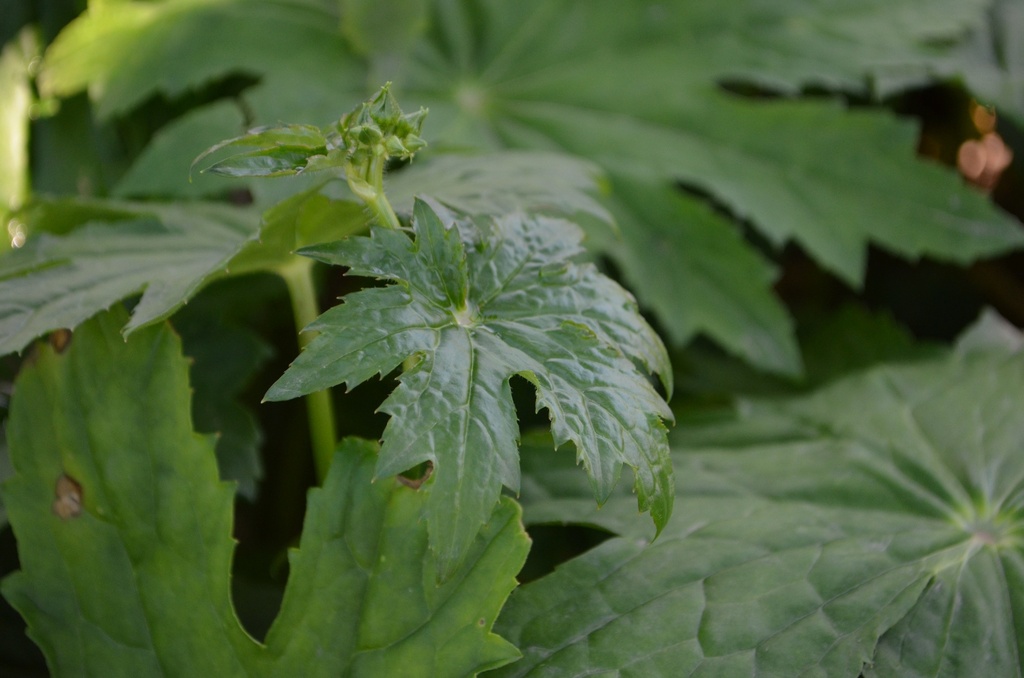 Peltoboykinia watanabei