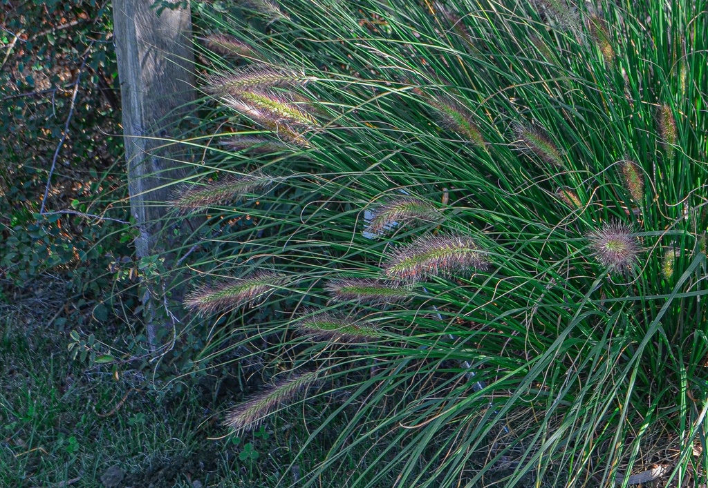 Pennisetum alopecuroides 'Cassian'