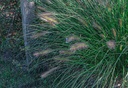 Pennisetum alopecuroides 'Cassian'