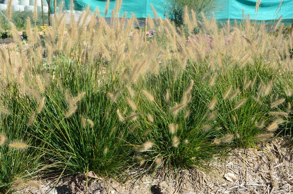 Pennisetum alopecuroides 'Hameln'