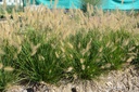 Pennisetum alopecuroides 'Hameln'
