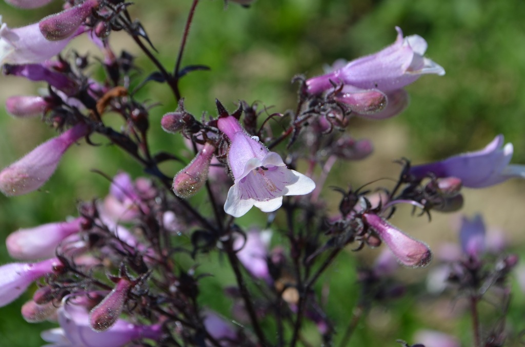Penstemon digitalis 'Dark Tower'