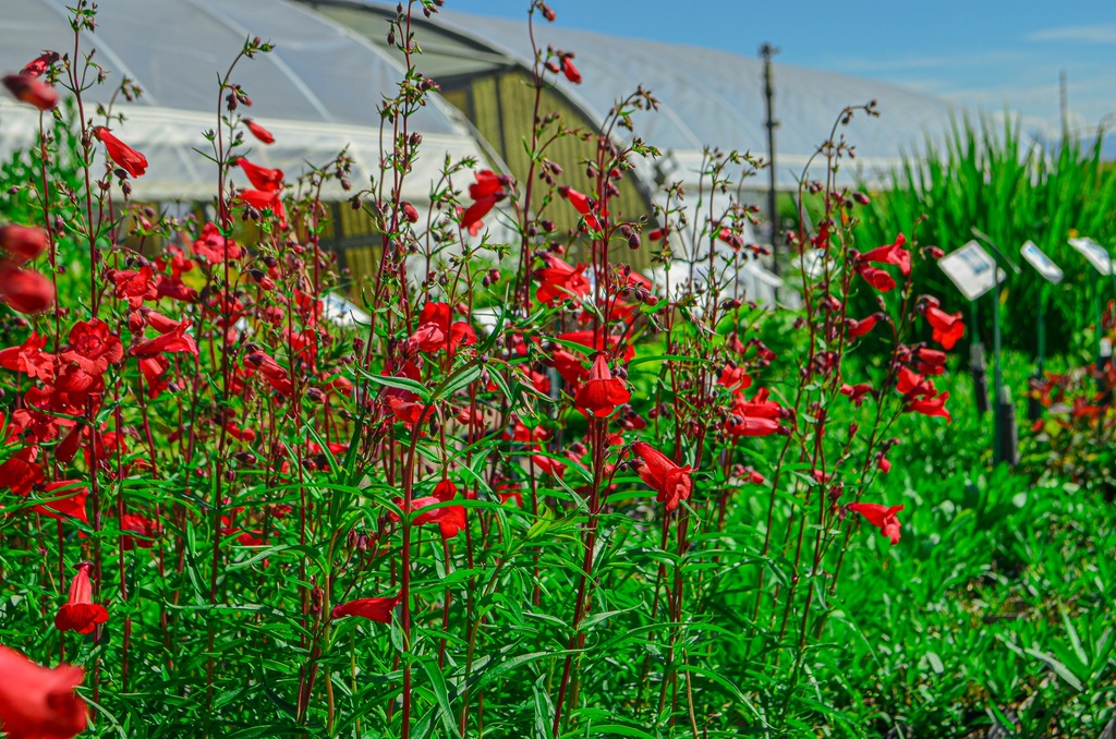 Penstemon hybride 'Schoenholzeri' (Bio)