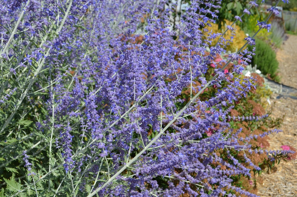Perovskia atriplicifolia 'Blue Spire'