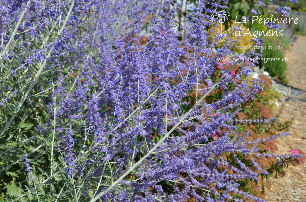 Perovskia atriplicifolia 'Blue Spire'