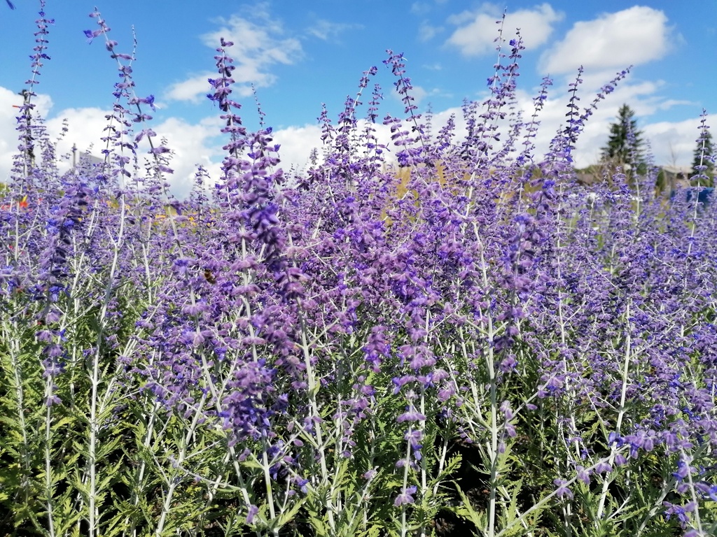 Perovskia atriplicifolia 'Little Spire'