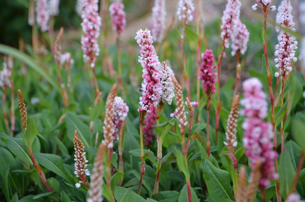 Persicaria affinis 'Superbum'