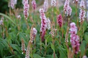 Persicaria affinis 'Superbum'