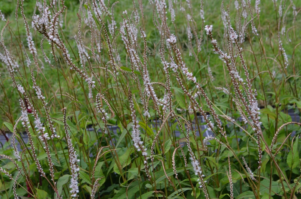 Persicaria amplexicaulis 'Alba'