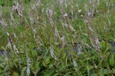 Persicaria amplexicaulis 'Alba'