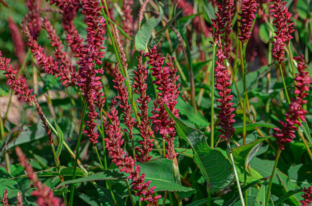 Persicaria amplexicaulis 'Blackfield'