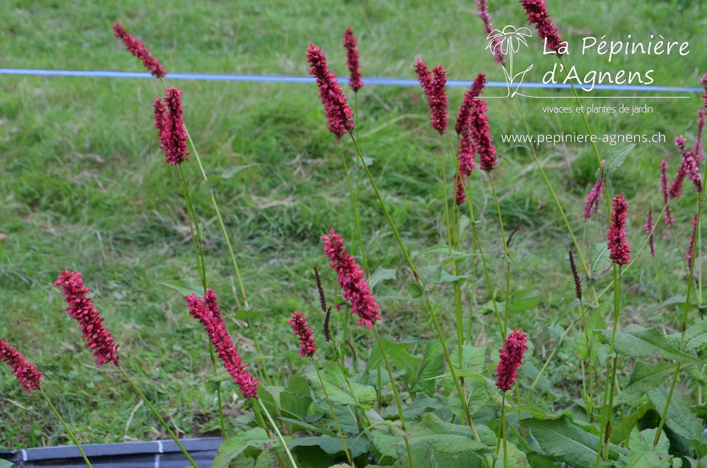 Persicaria amplexicaulis 'Fat Domino'