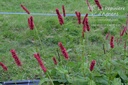 Persicaria amplexicaulis 'Fat Domino'