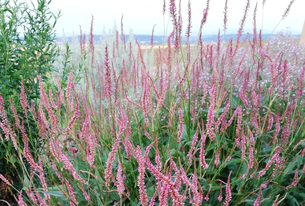 Persicaria amplexicaulis 'Pink Elephant'