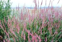 Persicaria amplexicaulis 'Pink Elephant'