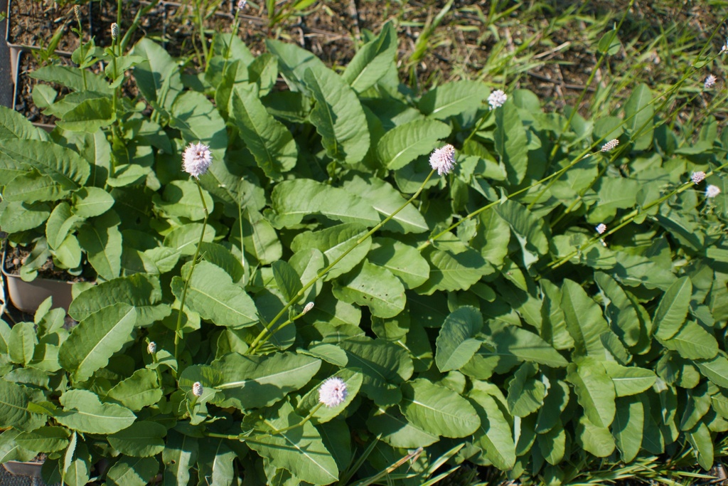 Persicaria bistorta 'Superba'