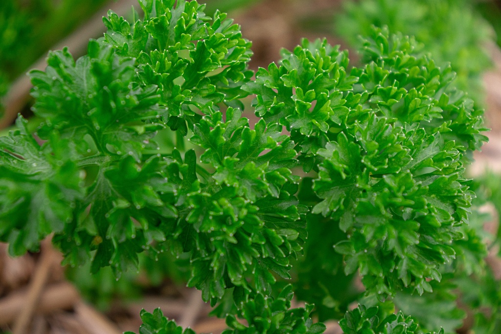 Persil frisé