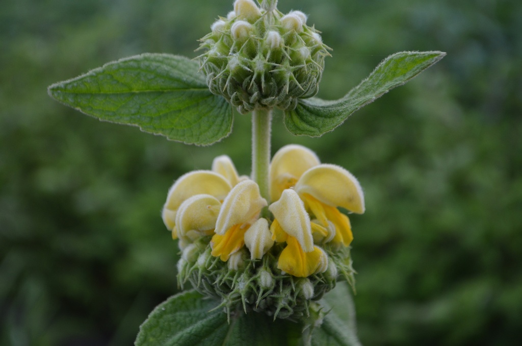 Phlomis russeliana