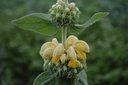 Phlomis russeliana